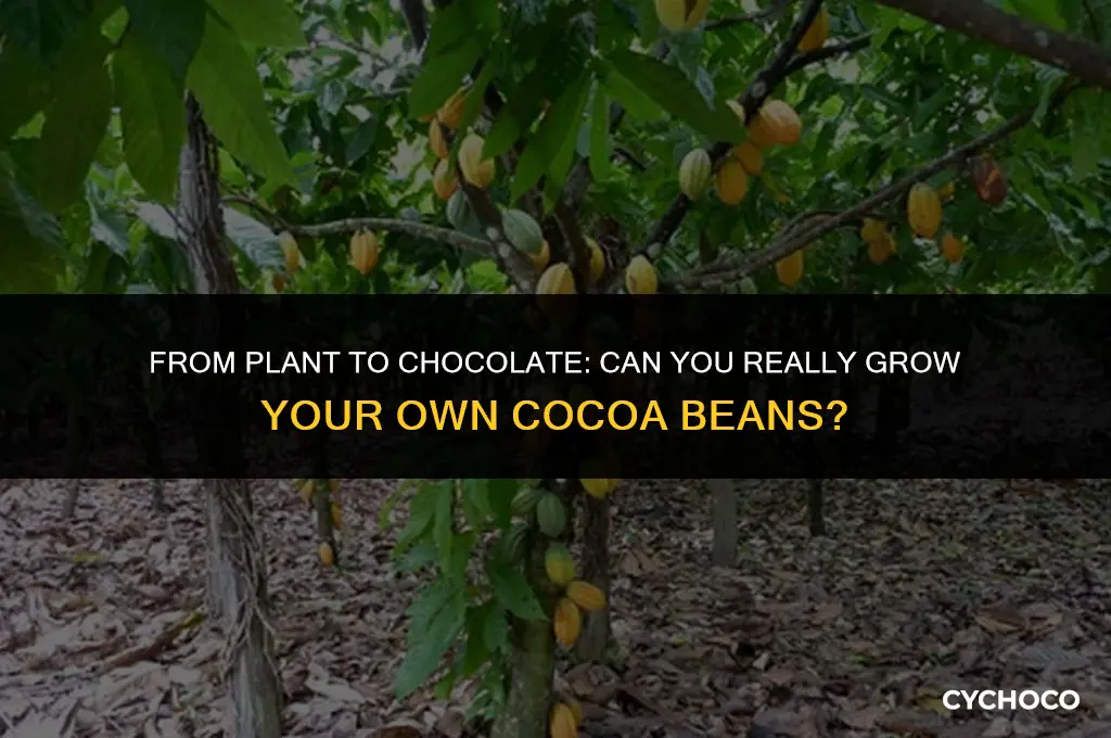 can i grow my own cocoa beans