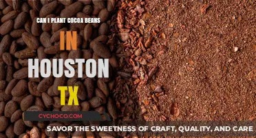 Houston's Climate: A Challenge for Cocoa Bean Cultivation?