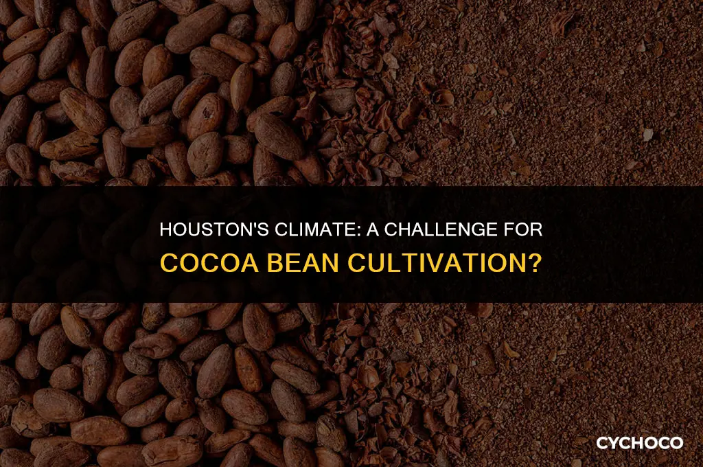 can i plant cocoa beans in houston tx