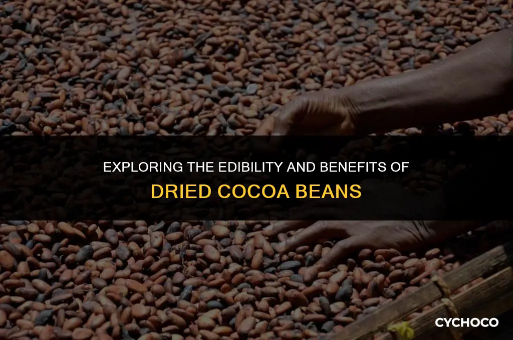 can you eat dried cocoa beans