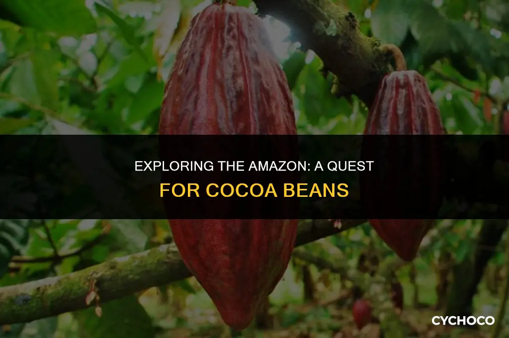 can you find cocoa beans in the amazon jungle
