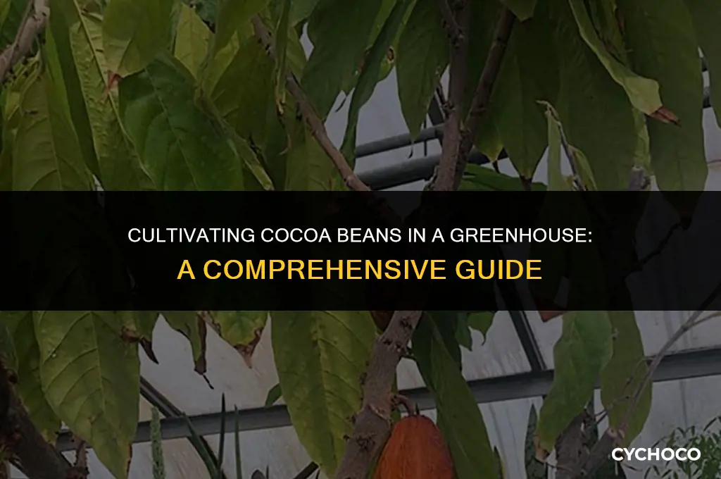can you grow cocoa beans in a greenhouse