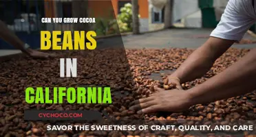 Exploring the Possibility of Cocoa Cultivation in California's Climate