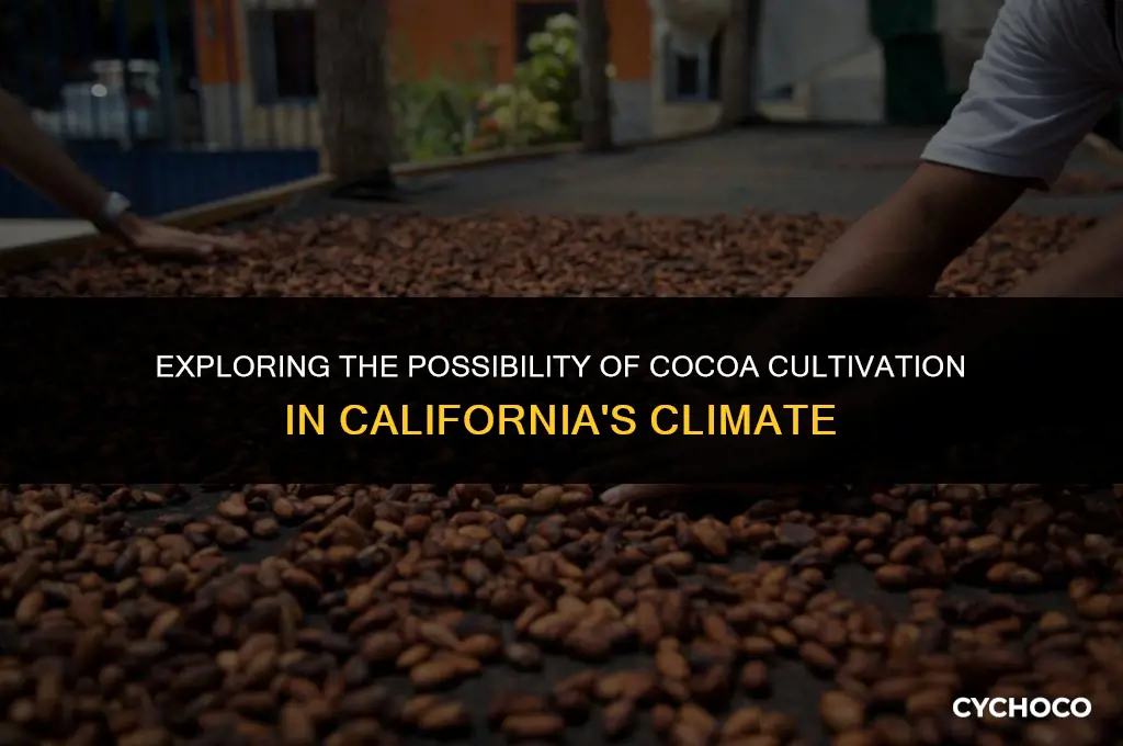 can you grow cocoa beans in california