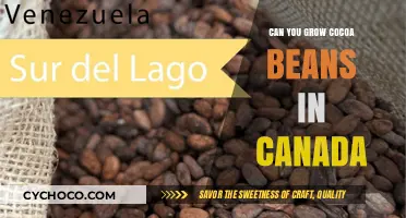 Exploring the Possibility of Cocoa Cultivation in Canada's Climate
