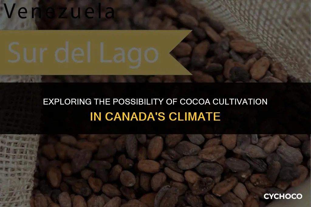 can you grow cocoa beans in canada