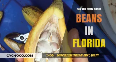 Florida's Climate: A Potential Haven for Cocoa Bean Cultivation?