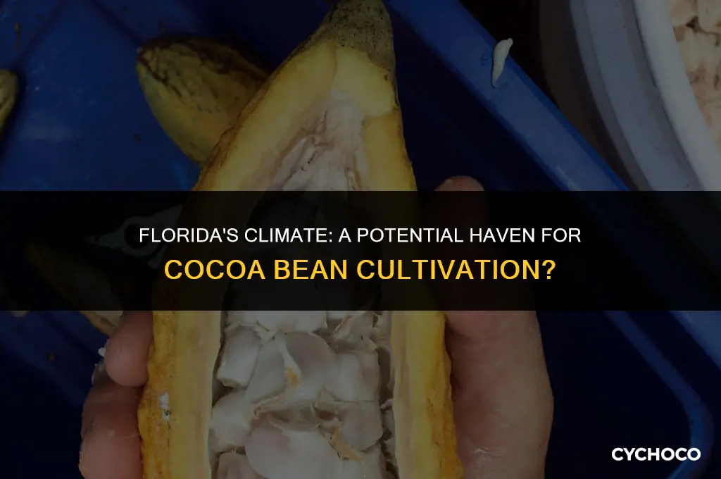 can you grow cocoa beans in florida