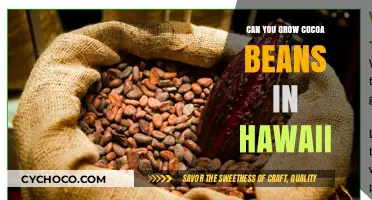 Exploring Cocoa Cultivation: Is Hawaii the Next Chocolate Paradise?