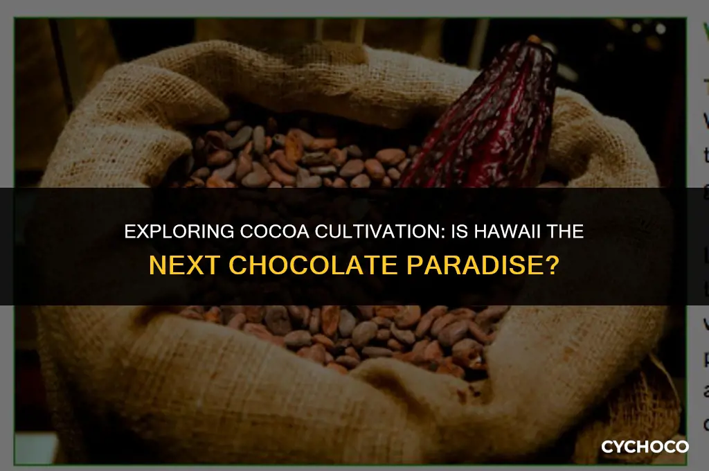 can you grow cocoa beans in hawaii