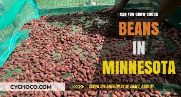 Exploring the Possibility of Cocoa Cultivation in Minnesota's Climate