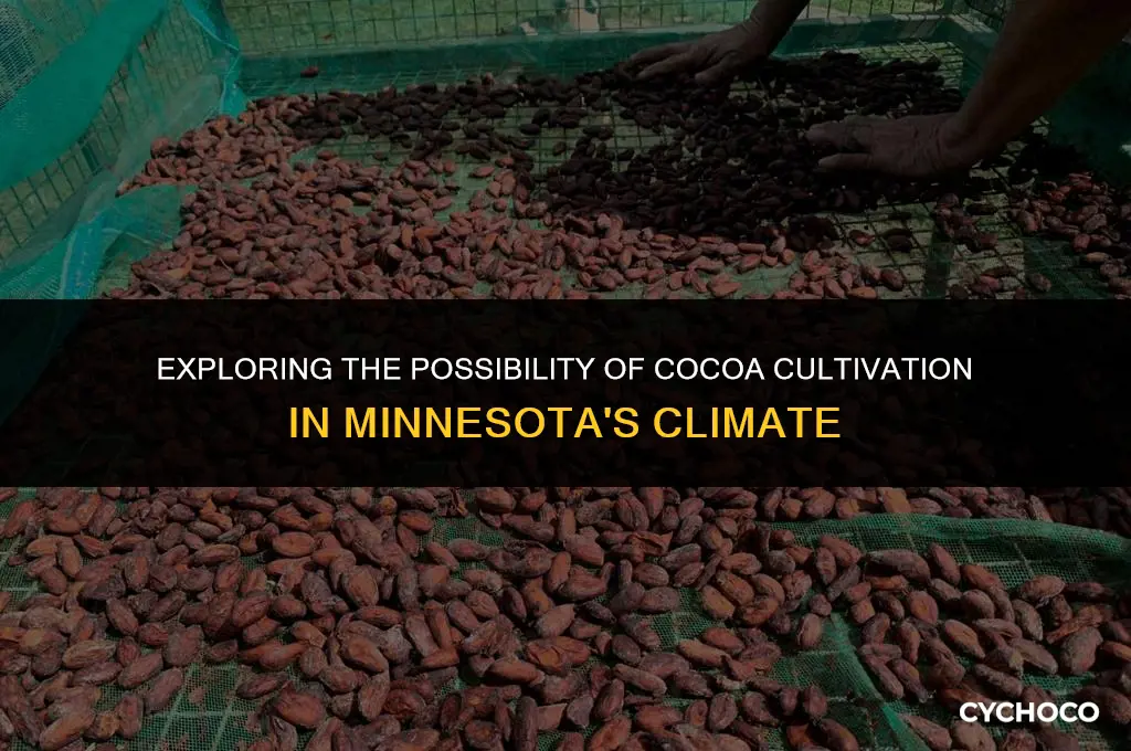 can you grow cocoa beans in minnesota