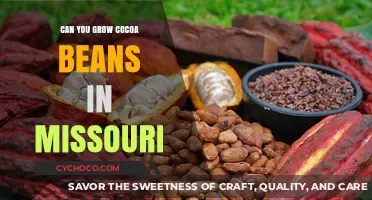 Missouri's Climate: Unsuitable for Cocoa Bean Cultivation