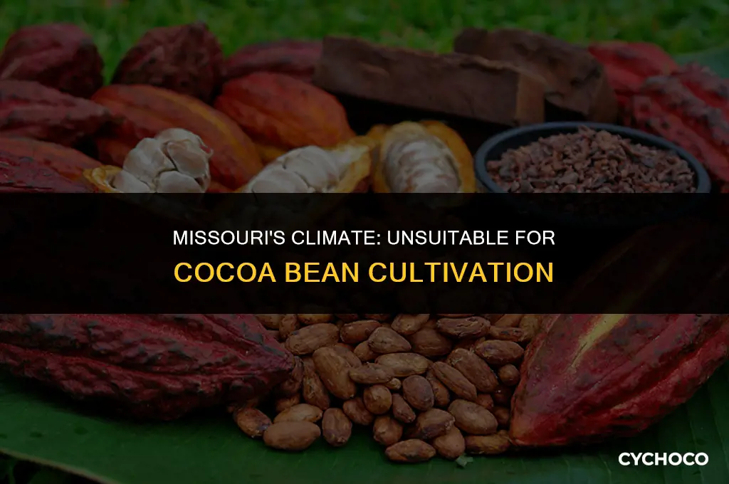 can you grow cocoa beans in missouri
