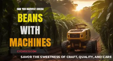 Mechanized Cocoa Harvesting: Revolutionizing the Bean Collection Process