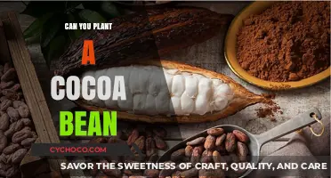 From Bean to Bar: The Journey of Planting Cocoa Beans