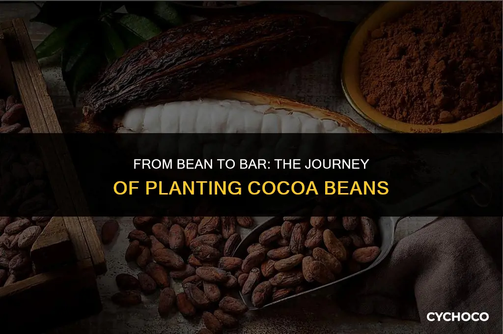 can you plant a cocoa bean