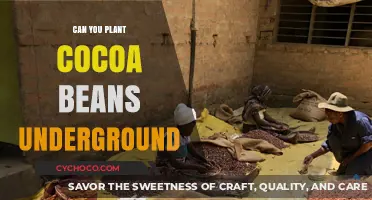 Unearthing the Truth: Can Cocoa Beans Thrive Underground?