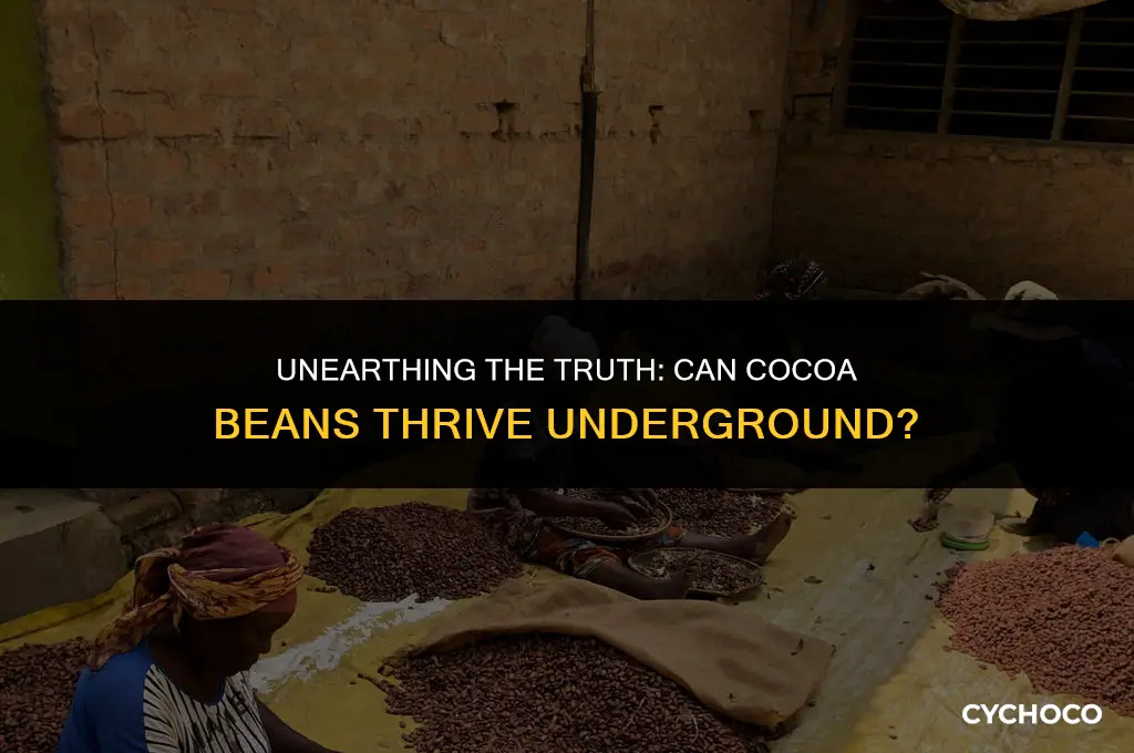 can you plant cocoa beans underground