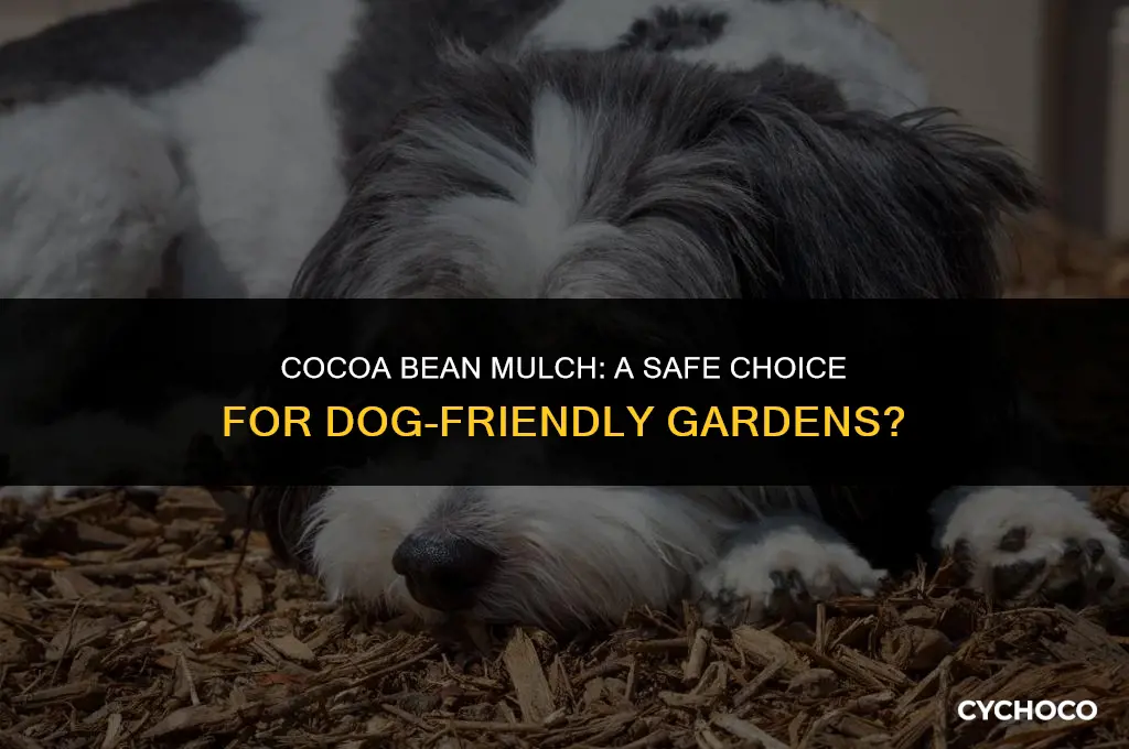 can you use cocoa bean mulch with dogs