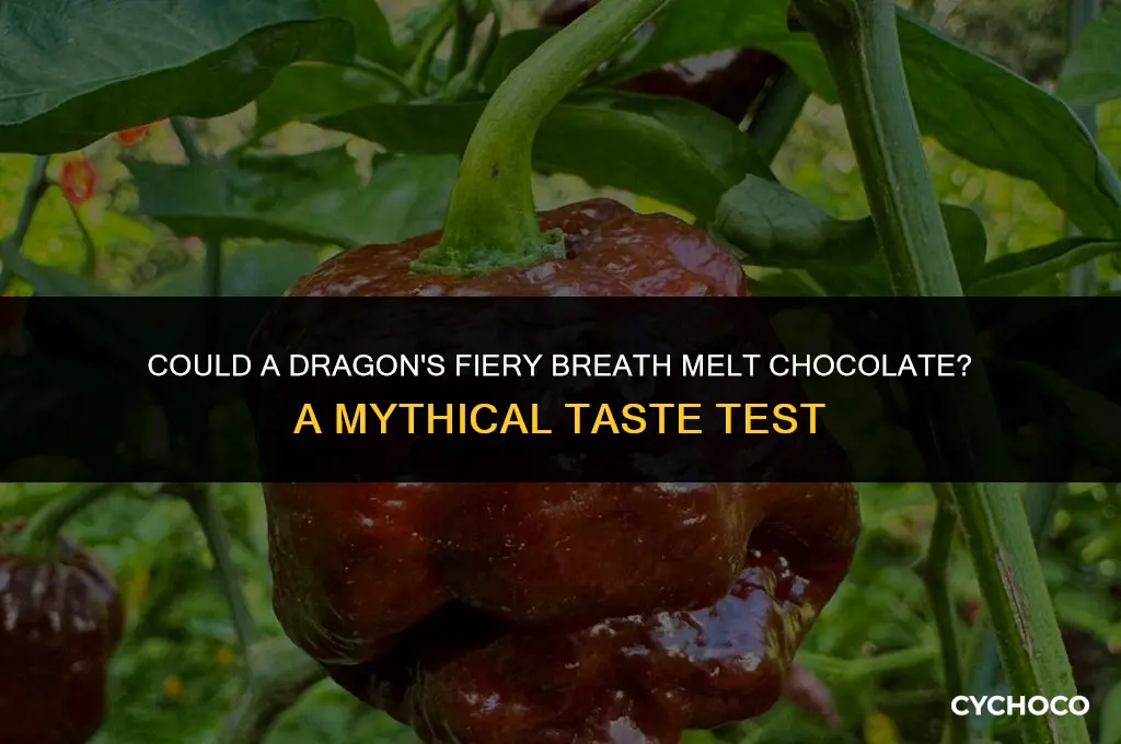 could a dragon eat chocolate