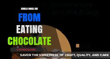 The Sweet Danger: Chocolate Toxicity in Dogs Explained