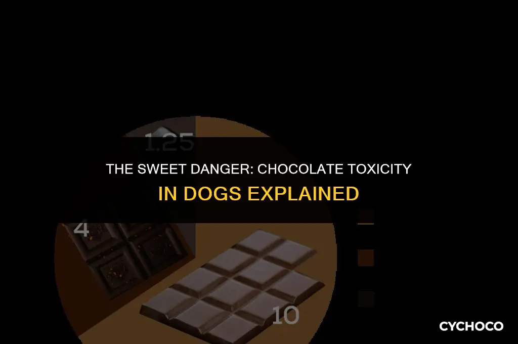 could dogs die from eating chocolate