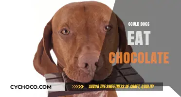 Sweet Danger: Why Chocolate is Toxic to Dogs