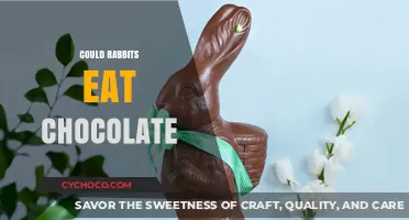 Sweet Temptations: Unveiling the Truth About Rabbits and Chocolate