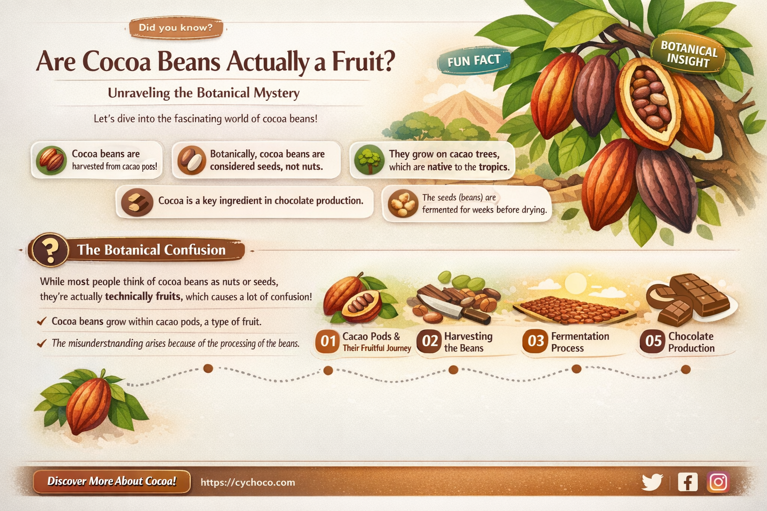 is cocoa beans a fruit