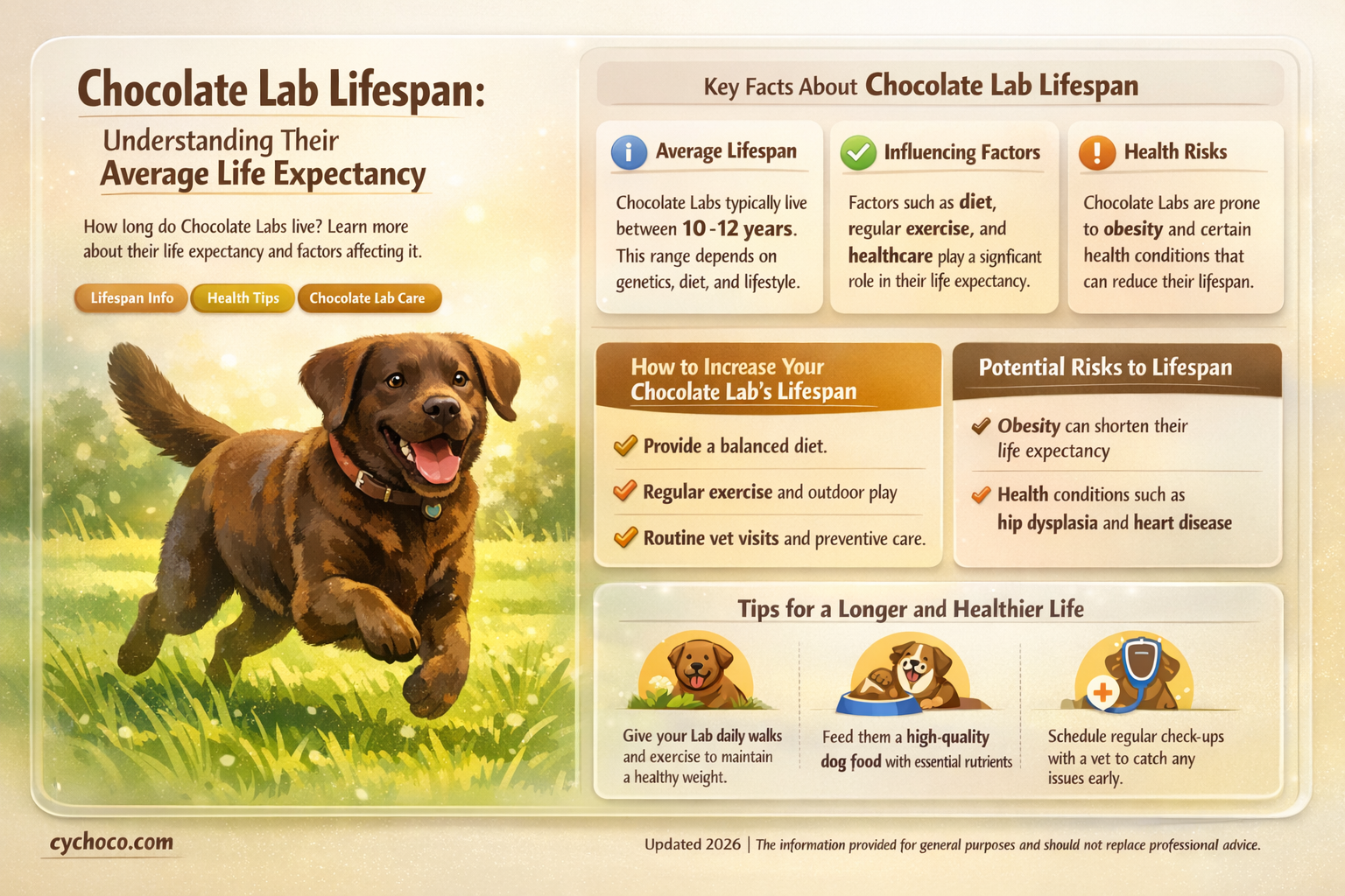 how long do chocolate labradors live