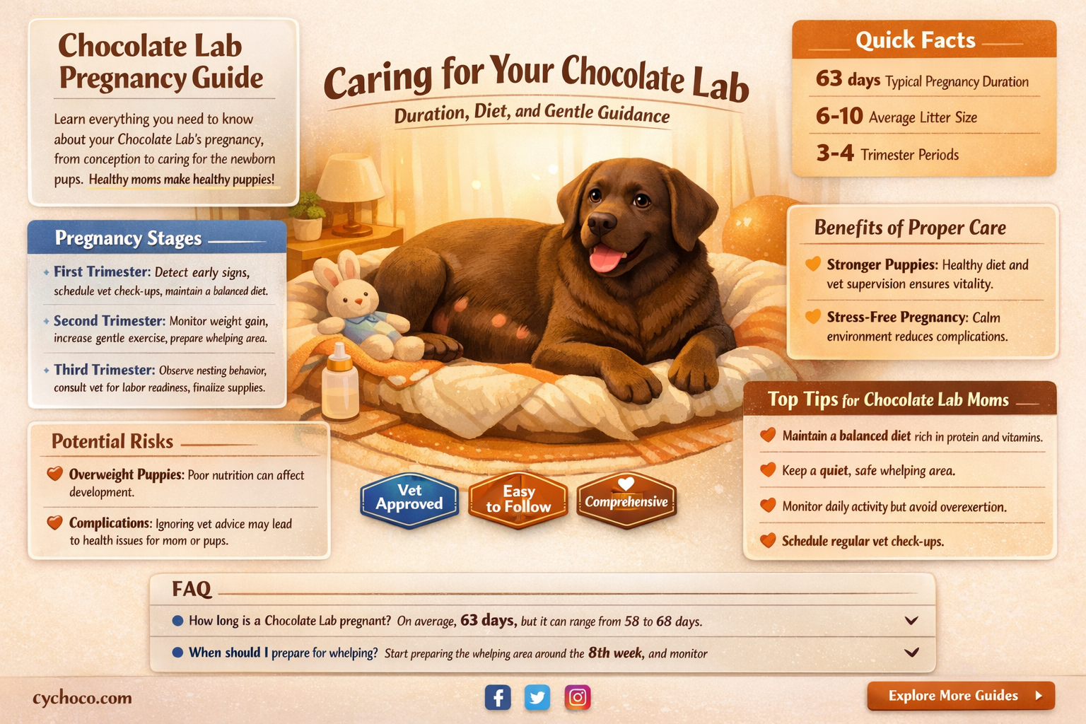 how long are chocolate labs pregnant