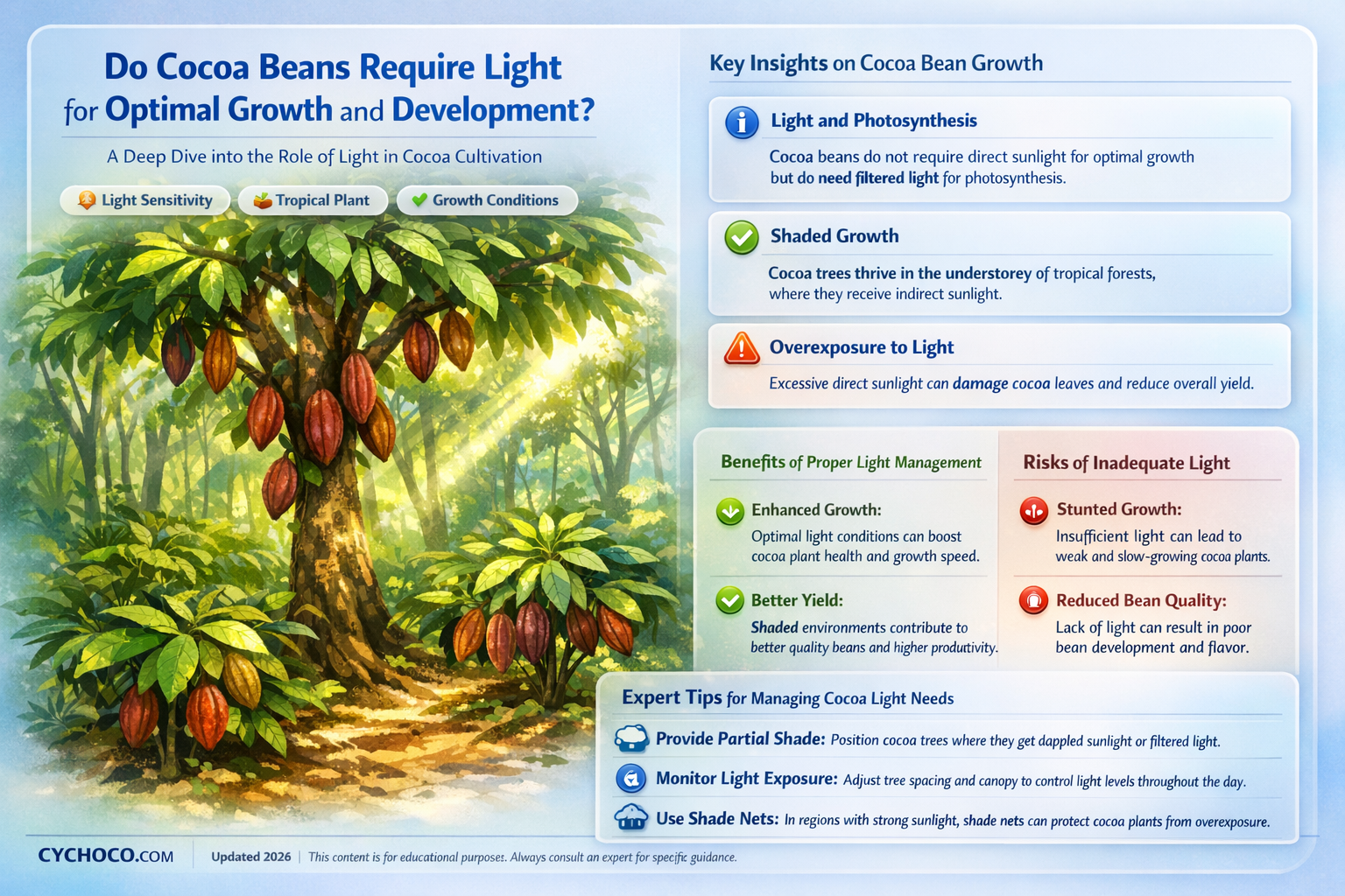 do cocoa beans need a light source