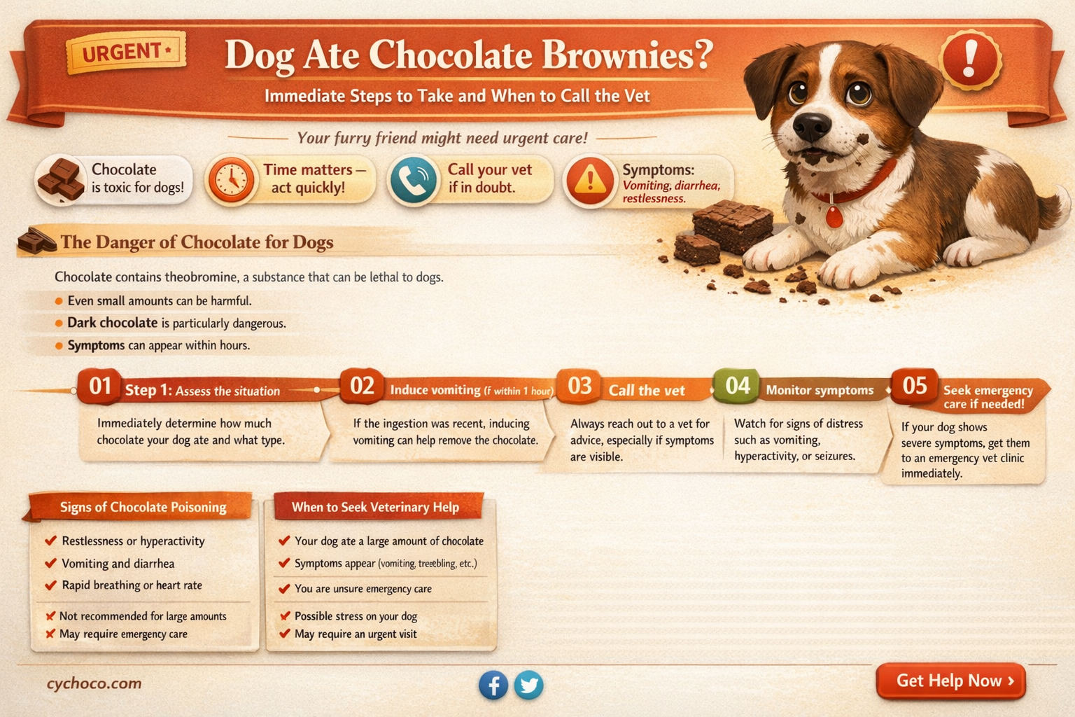 what to do if your dog eats chocolate brownies