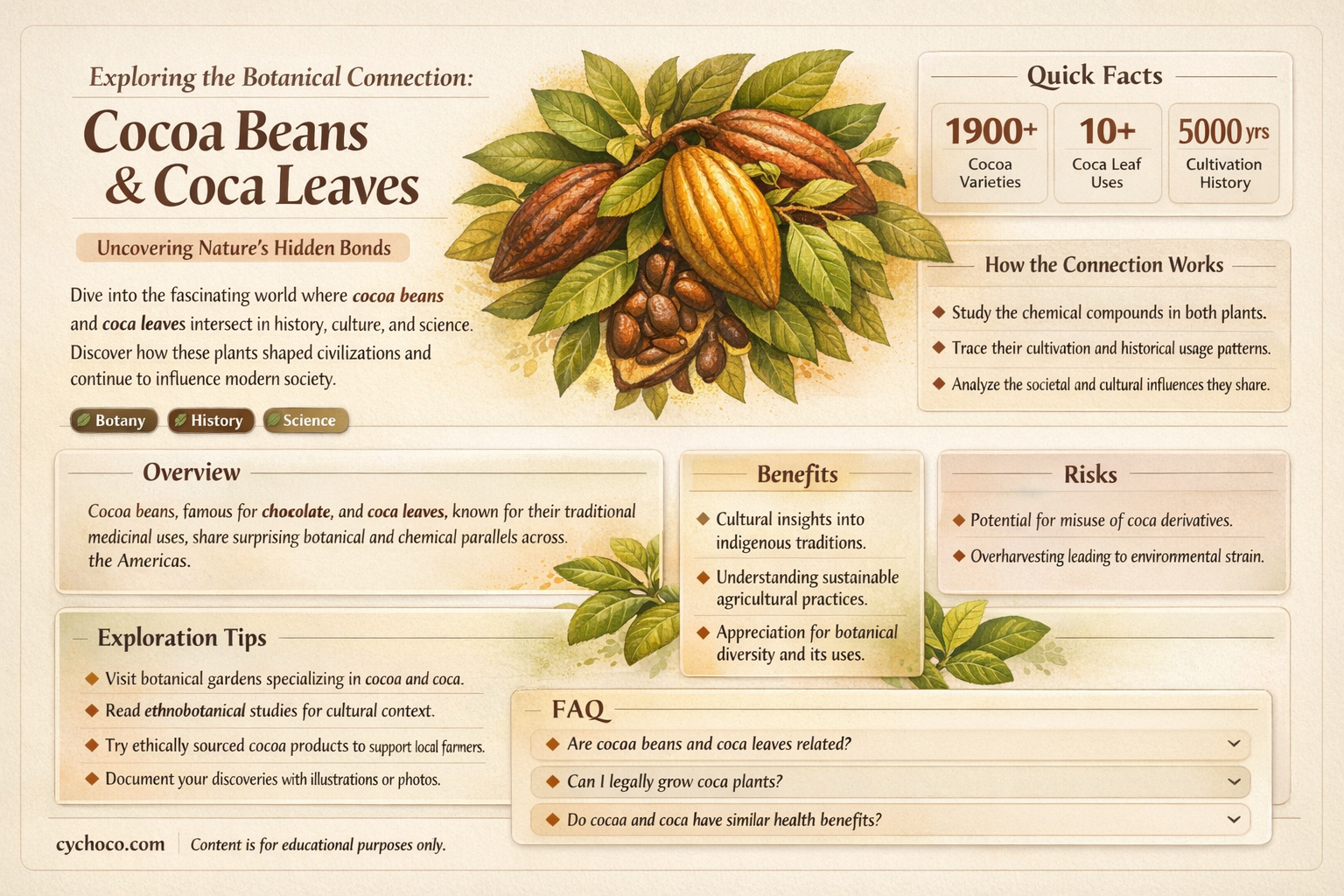are cocoa beans related to coca leaves