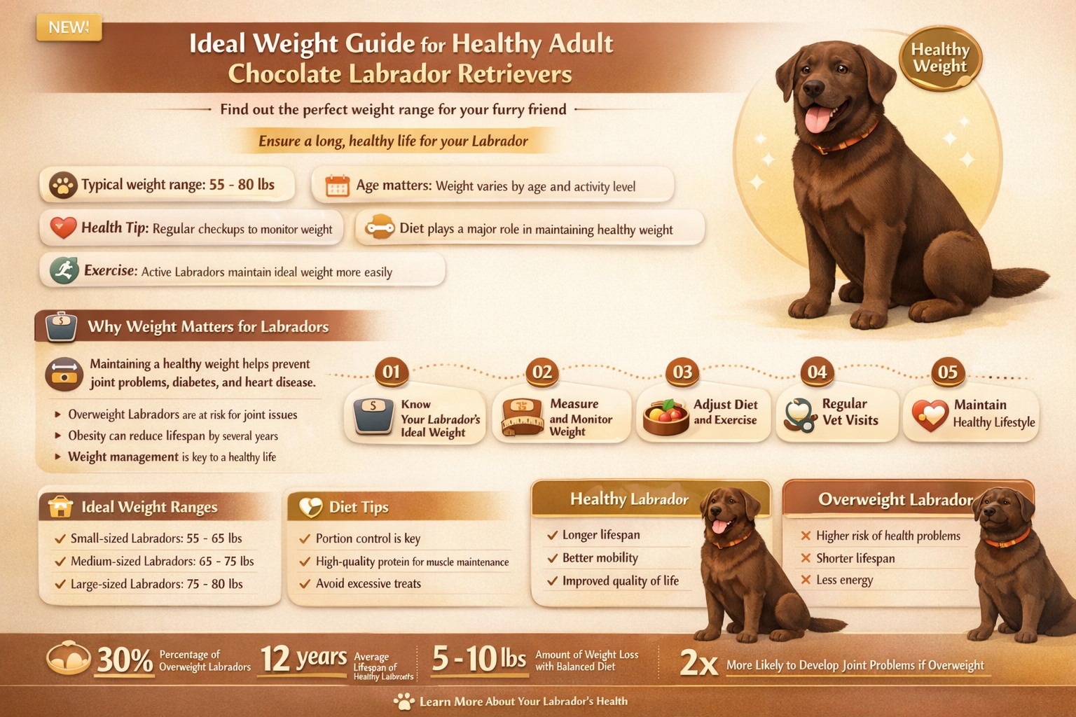 how much should a chocolate lab weigh