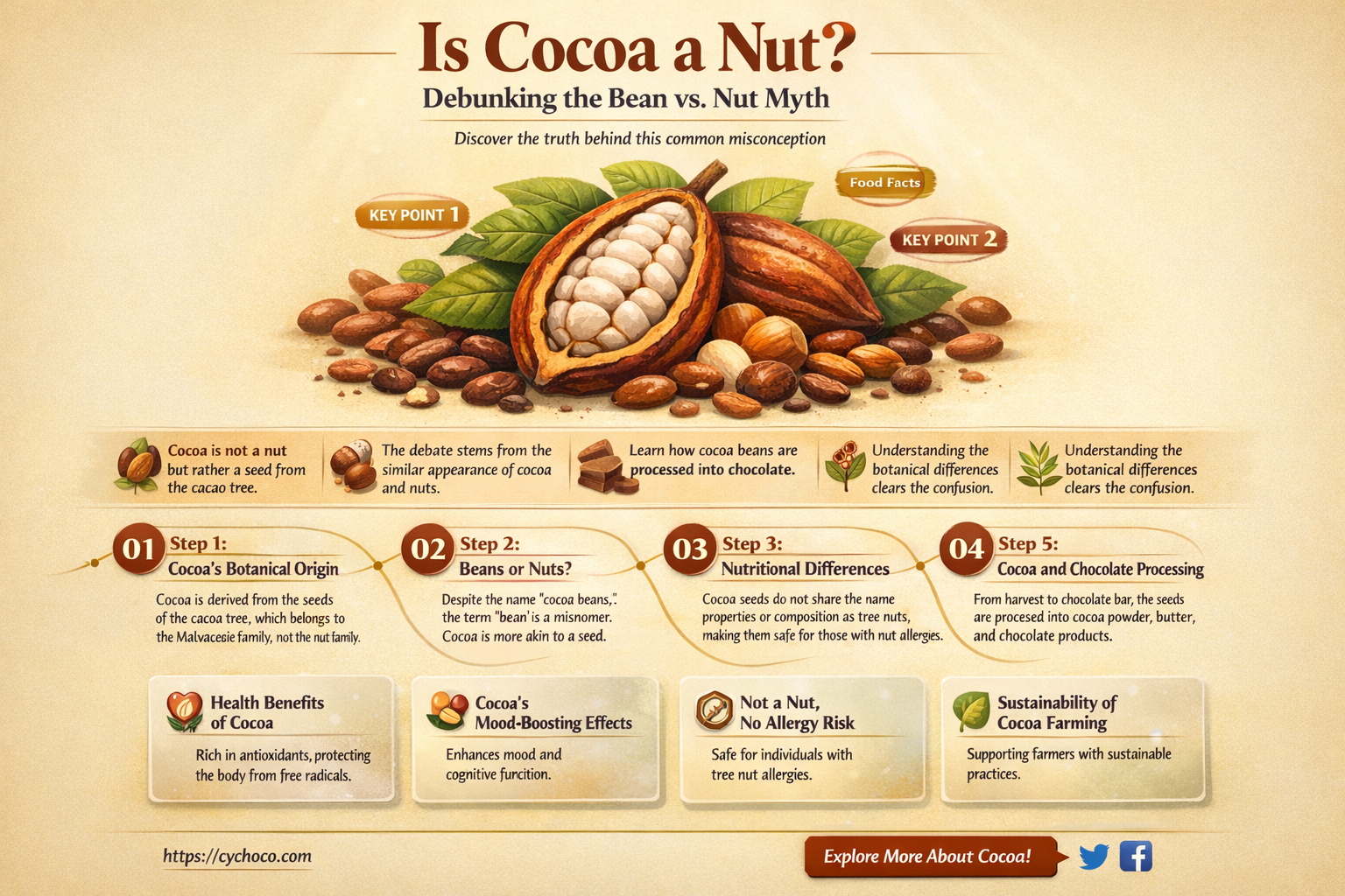 is a cocoa bean a nut