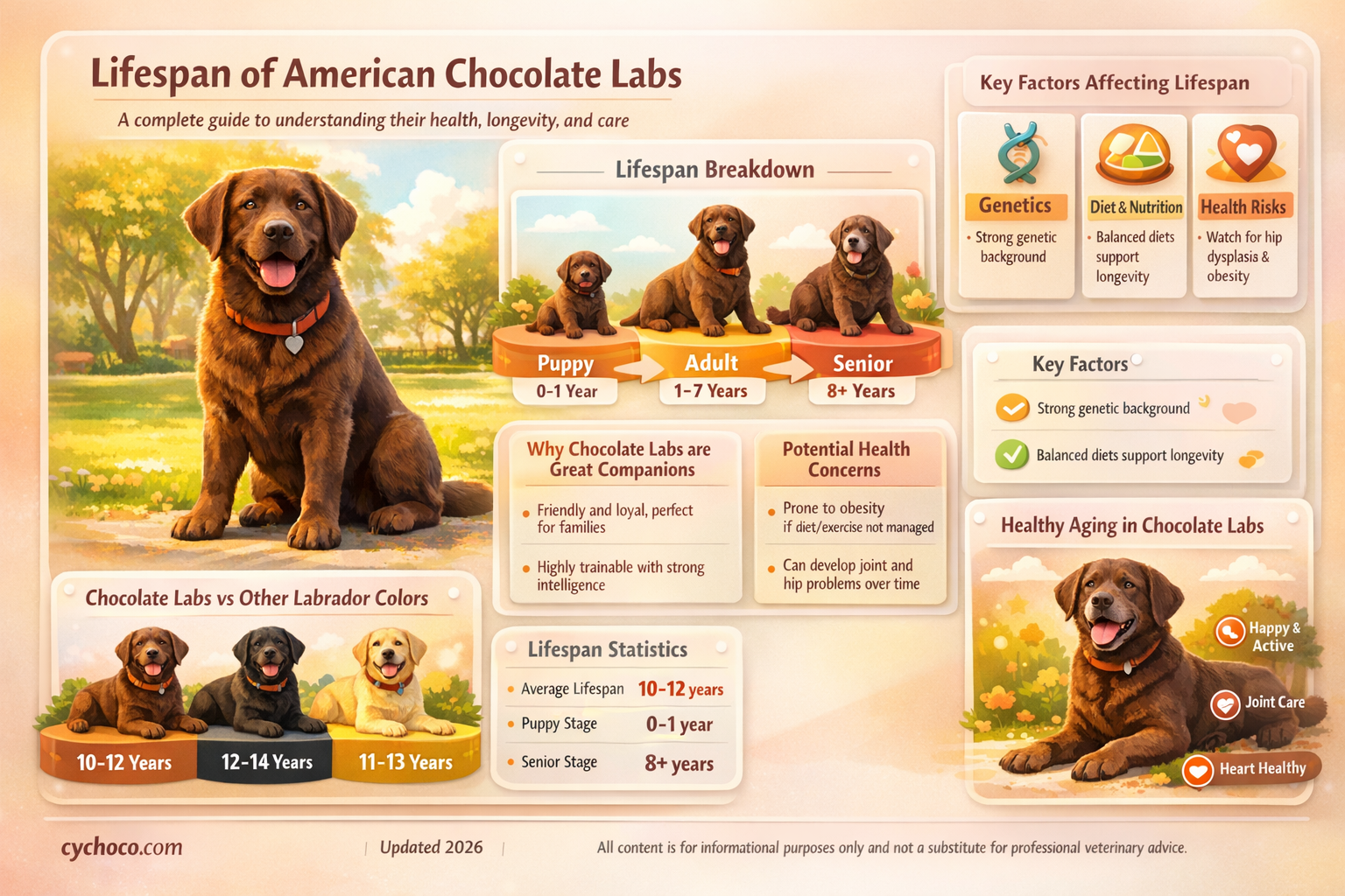 how long do american chocolate labs live