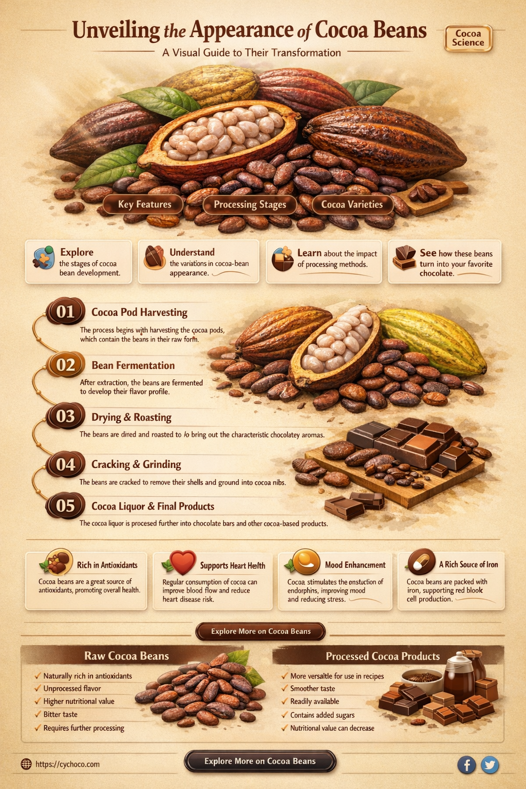 what does cocoa beans look like