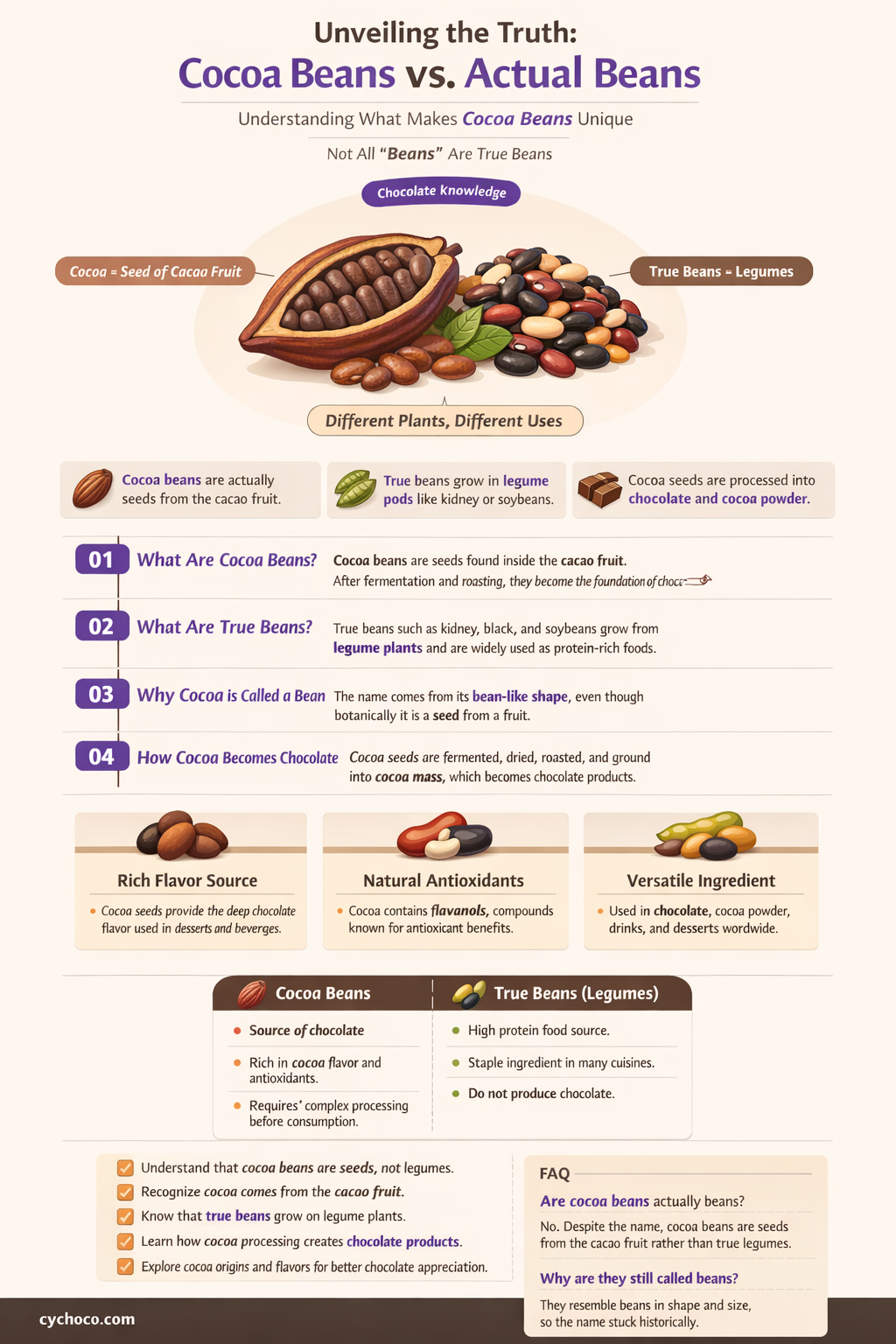 are cocoa beans actual beans