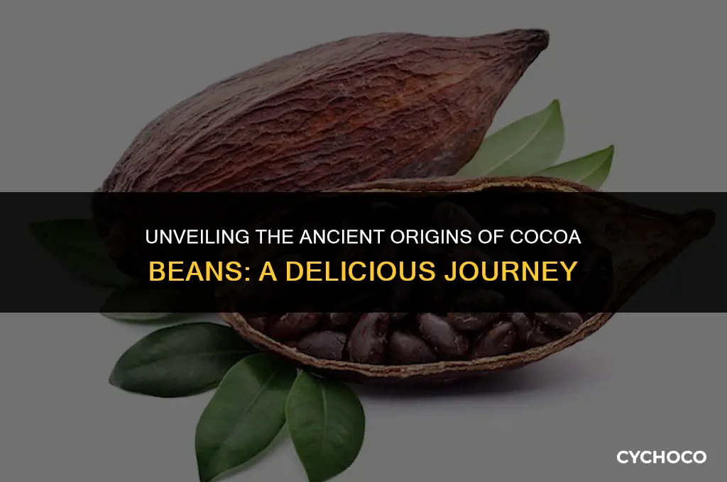 did cocoa beans originate