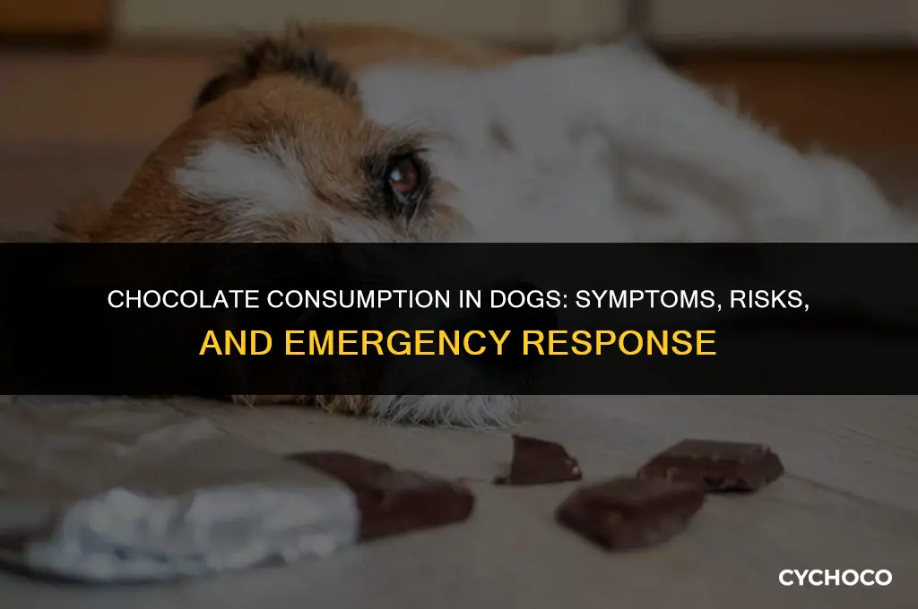 did my dog eat chocolate