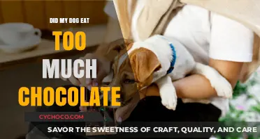 Chocolate Overdose in Dogs: Symptoms and Emergency Response Guide