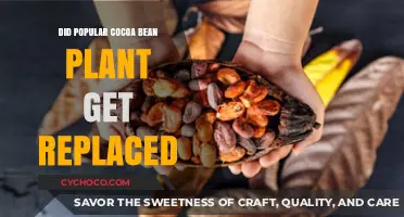 The Rise of Alternative Cocoa: Has the Popular Bean Been Replaced?