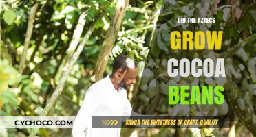 Unveiling the Aztec's Chocolate Secret: Cocoa Cultivation Revealed