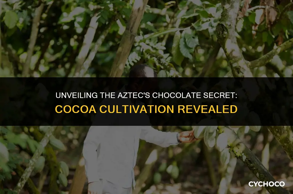 did the aztecs grow cocoa beans