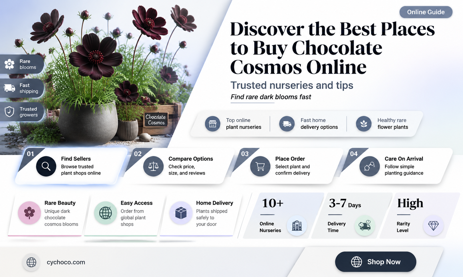 where to buy chocolate cosmos