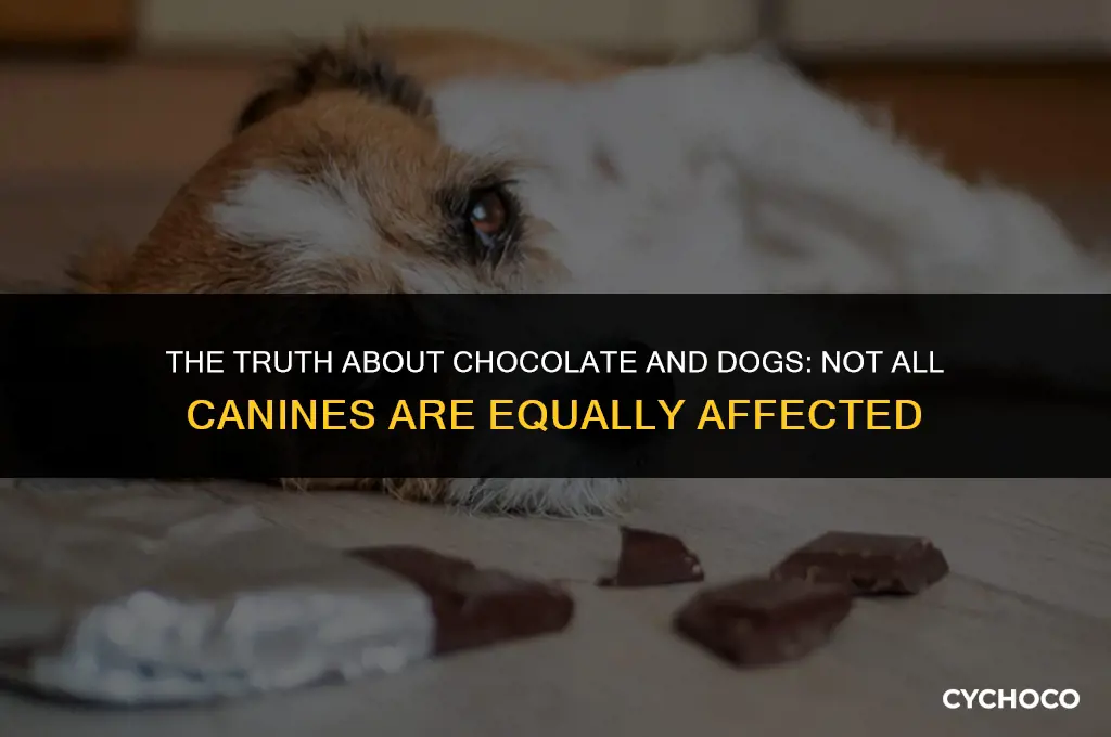 do all dogs get sick from eating chocolate