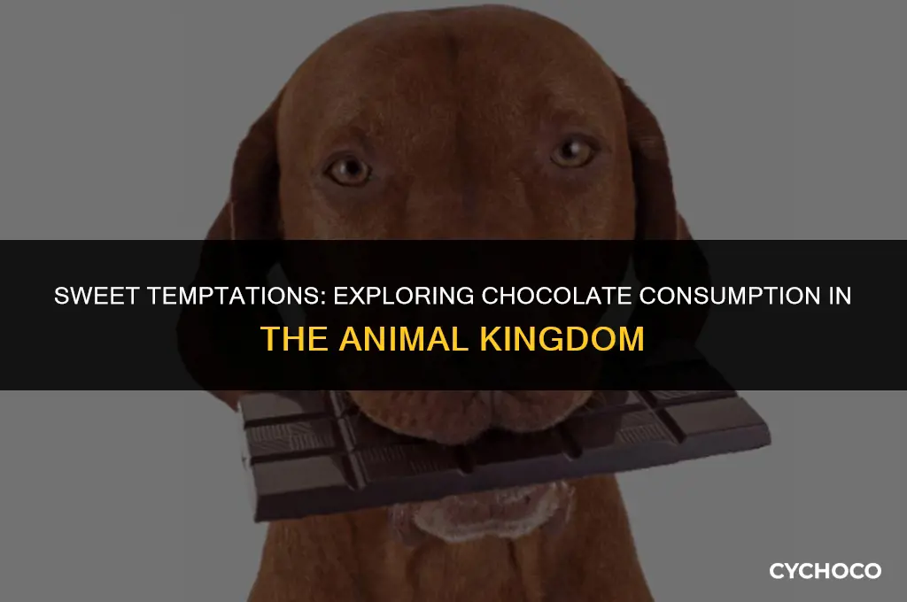 do animals eat chocolate