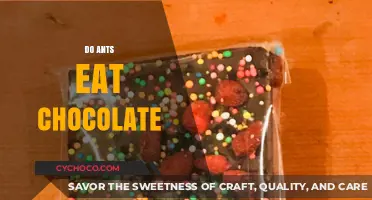 Do Ants Eat Chocolate? Uncovering the Sweet Truth About Ants